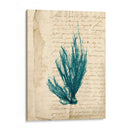 Vintage Teal Seaweed Ix - Vision Studio | Cuadro decorativo de Canvas Lab