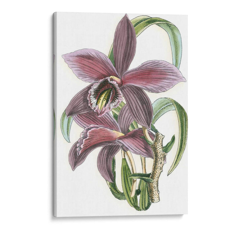 Lila Orchid I - Vision Studio | Cuadro decorativo de Canvas Lab