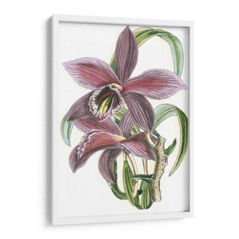 Lila Orchid I - Vision Studio | Cuadro decorativo de Canvas Lab