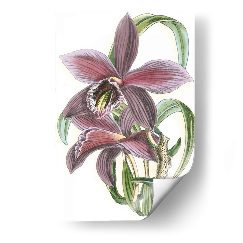 Lila Orchid I - Vision Studio | Cuadro decorativo de Canvas Lab