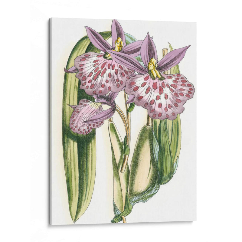 Lilac Orchid Ii - Vision Studio | Cuadro decorativo de Canvas Lab