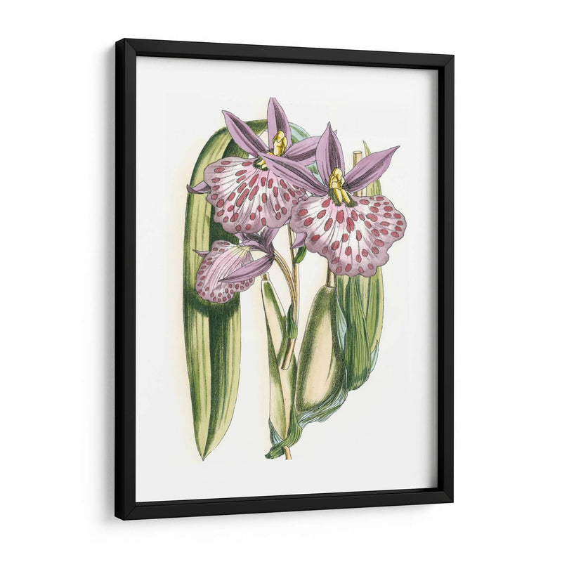 Lilac Orchid Ii - Vision Studio | Cuadro decorativo de Canvas Lab