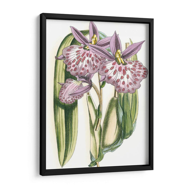 Lilac Orchid Ii - Vision Studio | Cuadro decorativo de Canvas Lab