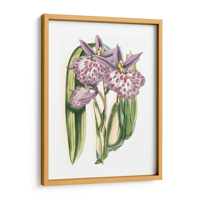 Lilac Orchid Ii - Vision Studio | Cuadro decorativo de Canvas Lab