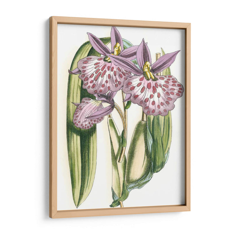 Lilac Orchid Ii - Vision Studio | Cuadro decorativo de Canvas Lab