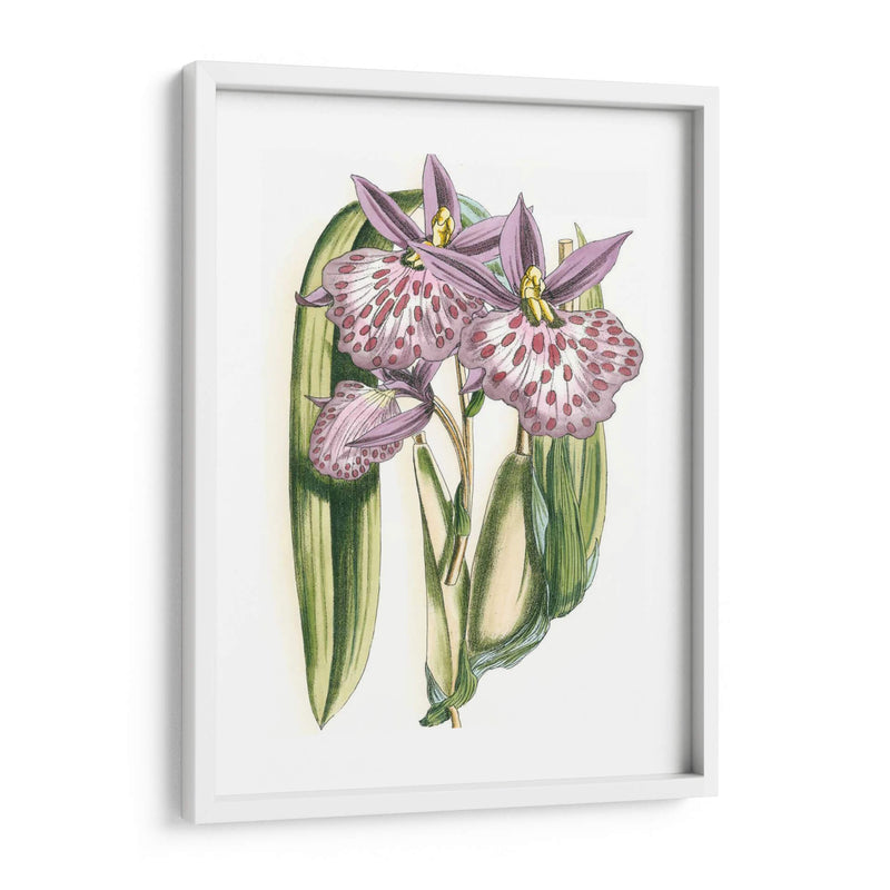 Lilac Orchid Ii - Vision Studio | Cuadro decorativo de Canvas Lab