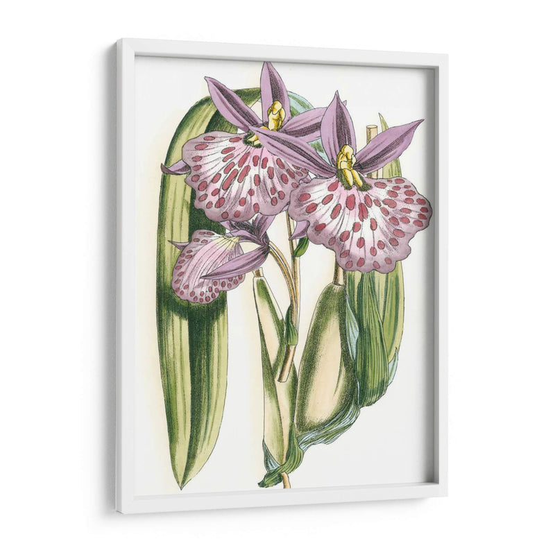 Lilac Orchid Ii - Vision Studio | Cuadro decorativo de Canvas Lab