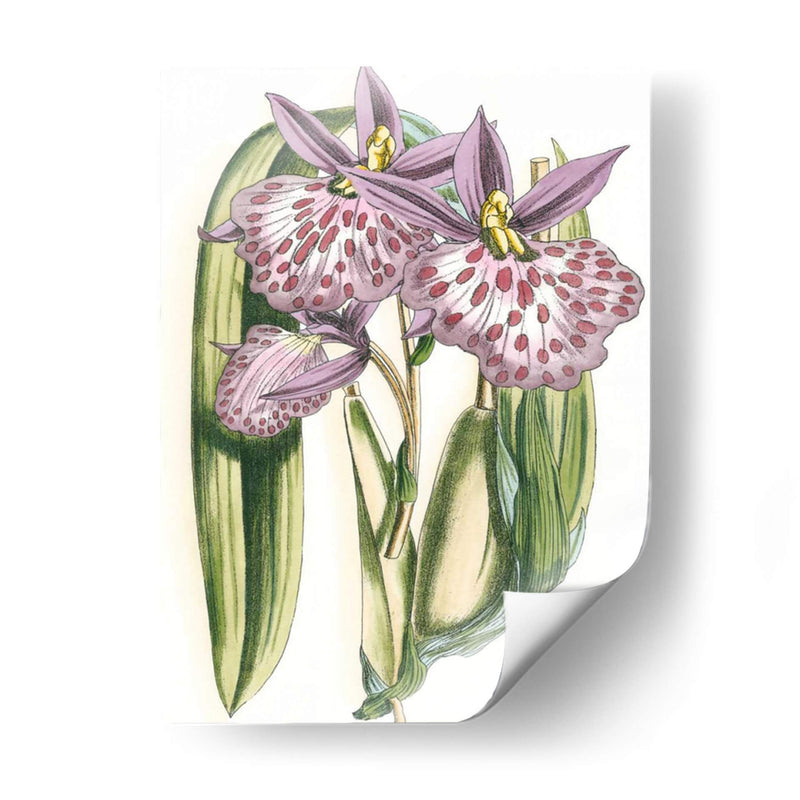 Lilac Orchid Ii - Vision Studio | Cuadro decorativo de Canvas Lab