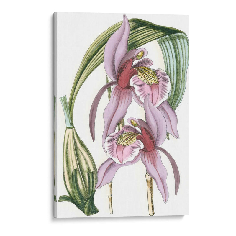 Lilac Orchid Iii - Vision Studio | Cuadro decorativo de Canvas Lab