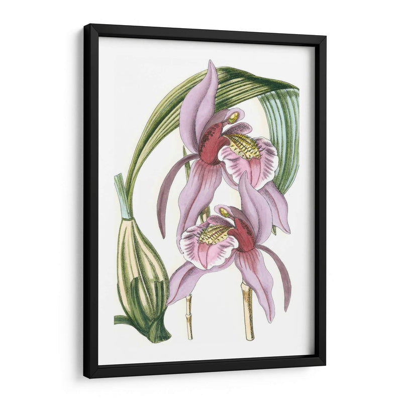 Lilac Orchid Iii - Vision Studio | Cuadro decorativo de Canvas Lab