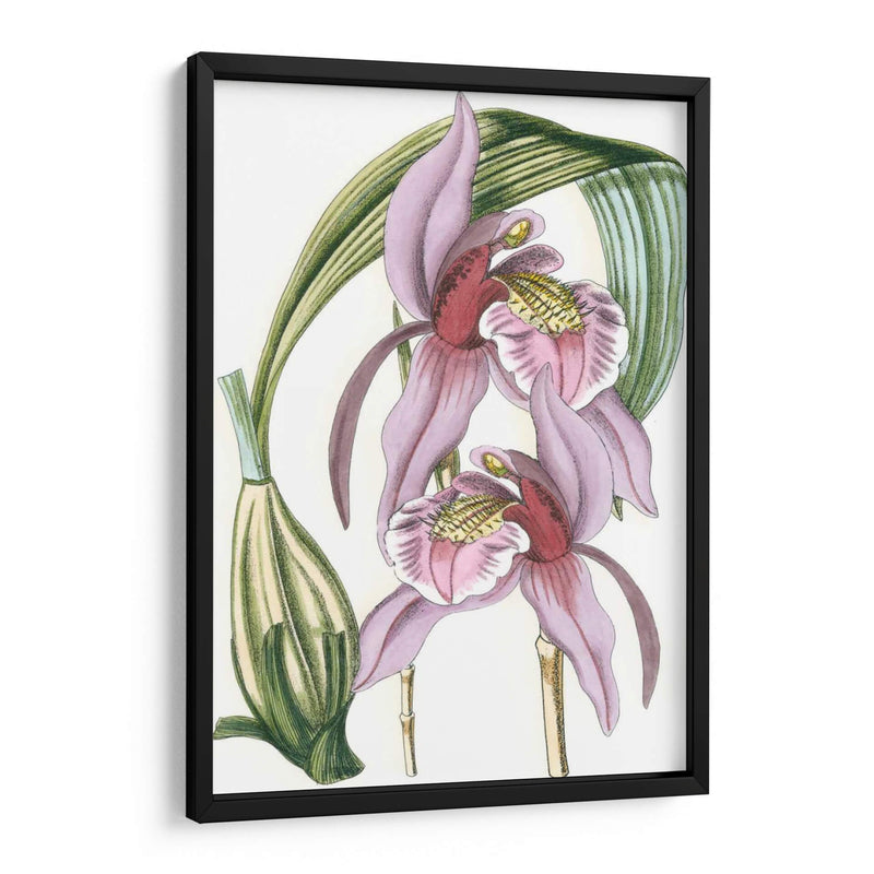 Lilac Orchid Iii - Vision Studio | Cuadro decorativo de Canvas Lab