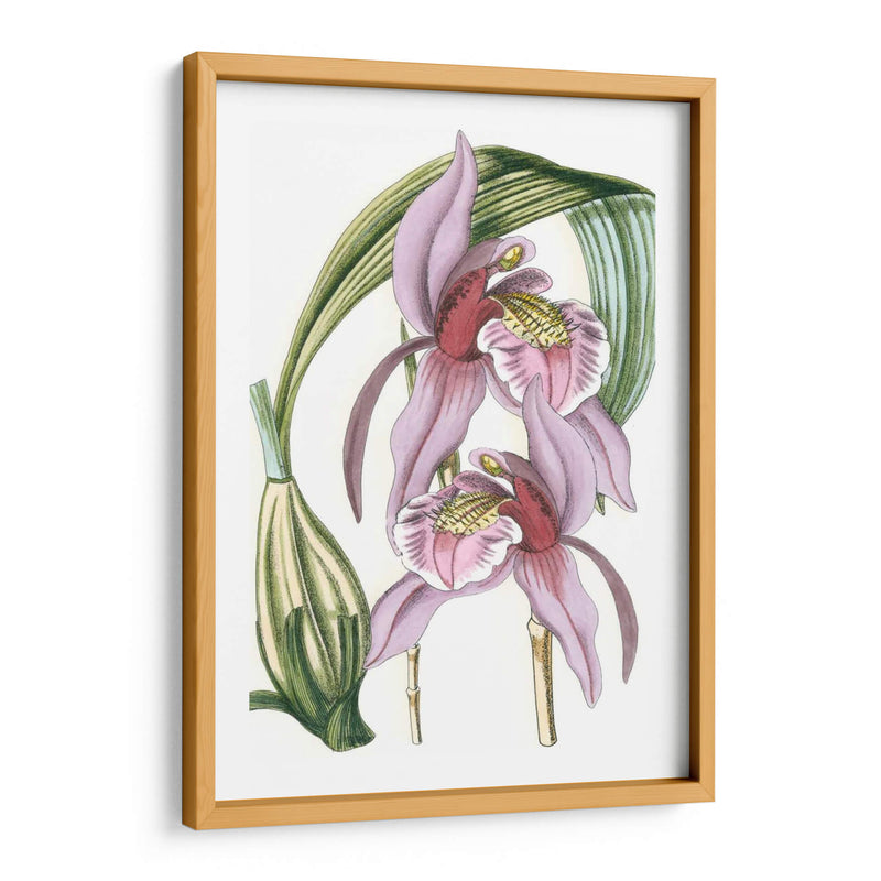 Lilac Orchid Iii - Vision Studio | Cuadro decorativo de Canvas Lab