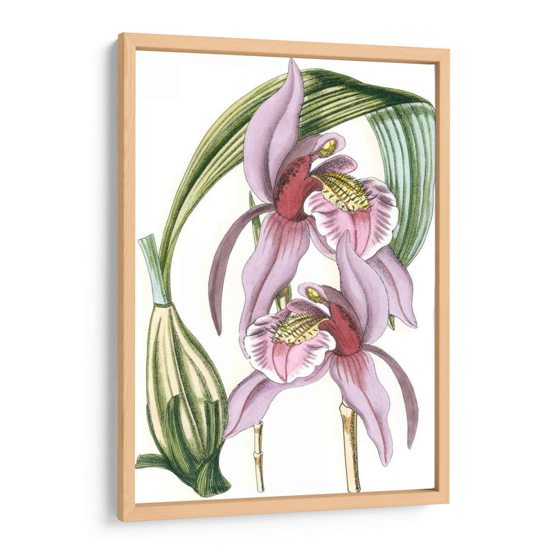 Lilac Orchid Iii - Vision Studio | Cuadro decorativo de Canvas Lab