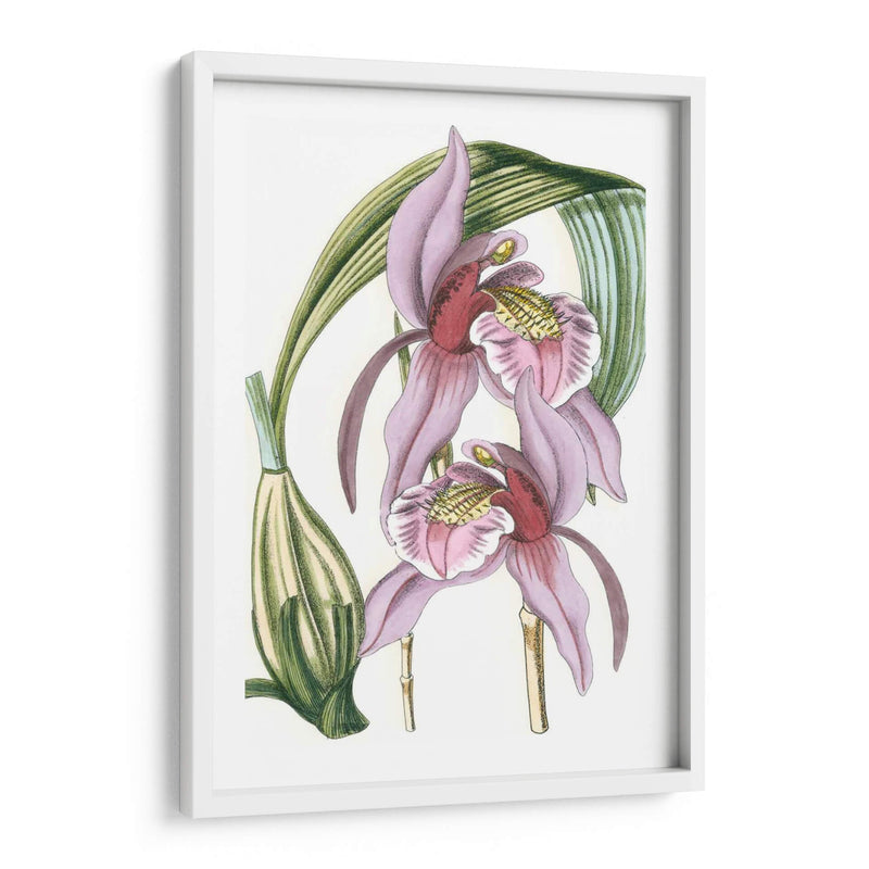 Lilac Orchid Iii - Vision Studio | Cuadro decorativo de Canvas Lab