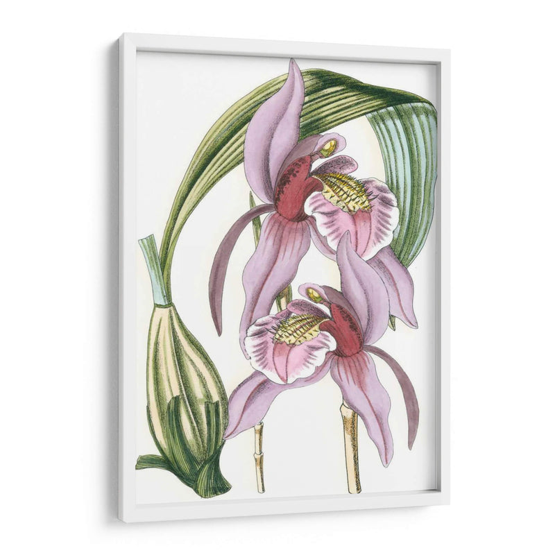 Lilac Orchid Iii - Vision Studio | Cuadro decorativo de Canvas Lab