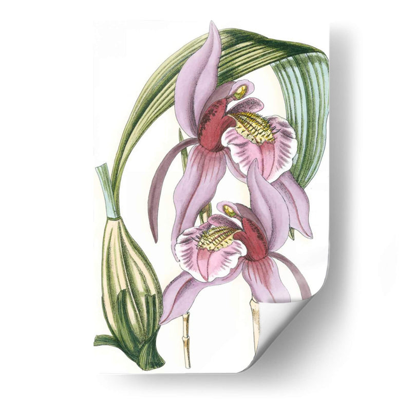 Lilac Orchid Iii - Vision Studio | Cuadro decorativo de Canvas Lab