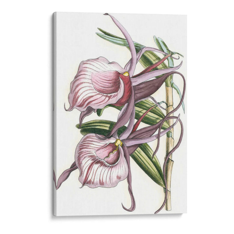 Lilac Orchid Iv - Vision Studio | Cuadro decorativo de Canvas Lab