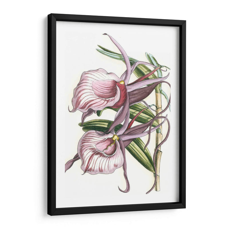 Lilac Orchid Iv - Vision Studio | Cuadro decorativo de Canvas Lab