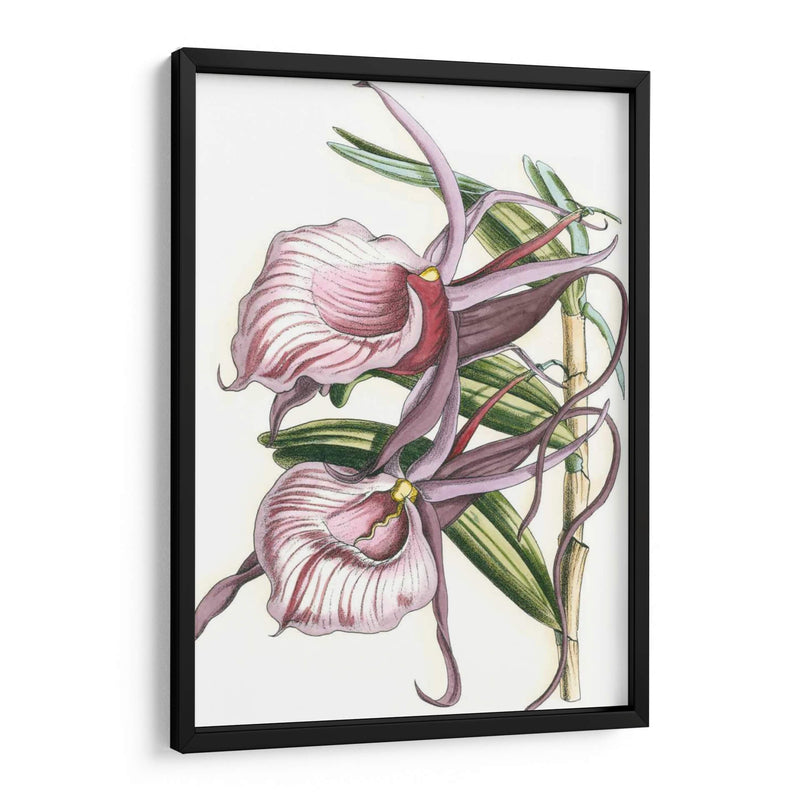 Lilac Orchid Iv - Vision Studio | Cuadro decorativo de Canvas Lab