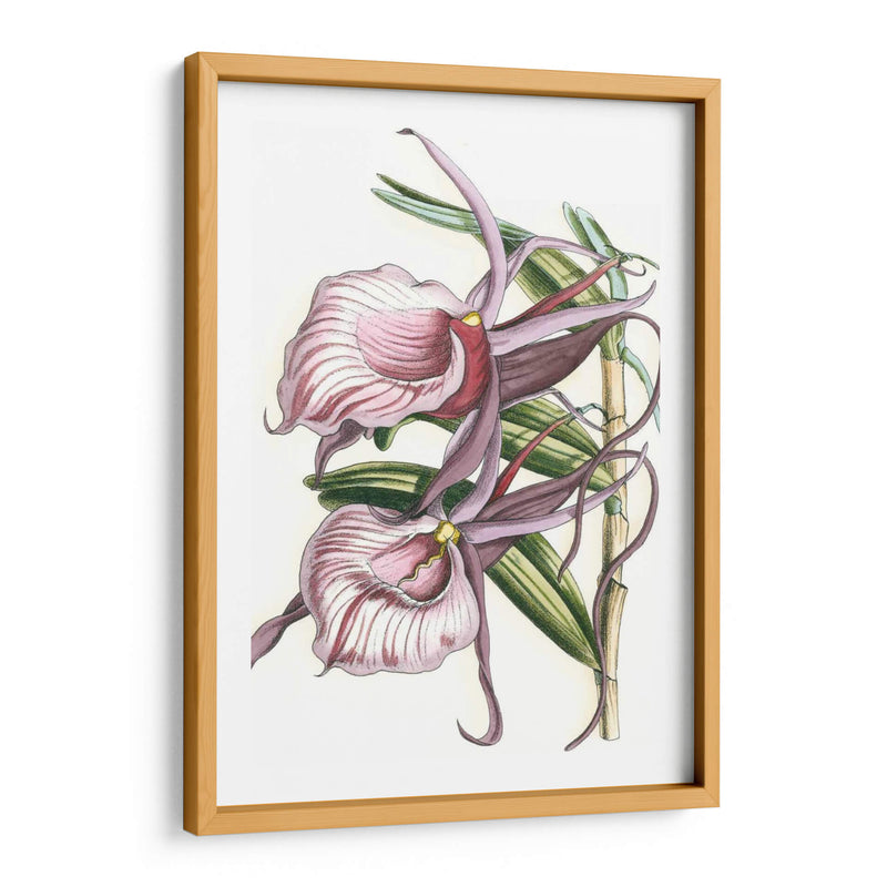 Lilac Orchid Iv - Vision Studio | Cuadro decorativo de Canvas Lab