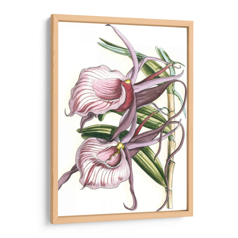 Lilac Orchid Iv - Vision Studio | Cuadro decorativo de Canvas Lab