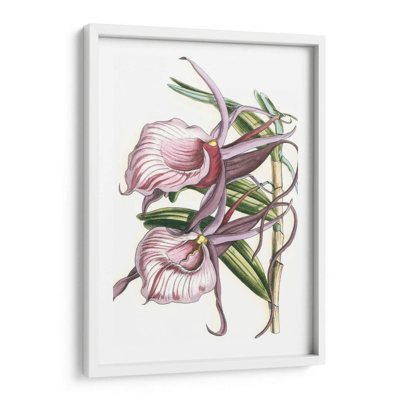 Lilac Orchid Iv - Vision Studio | Cuadro decorativo de Canvas Lab