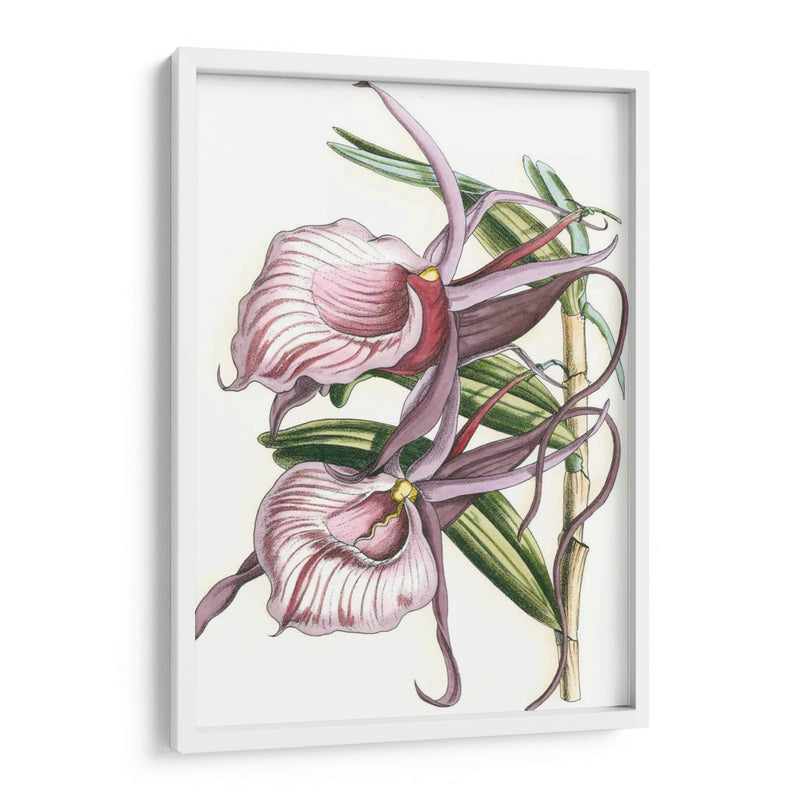 Lilac Orchid Iv - Vision Studio | Cuadro decorativo de Canvas Lab