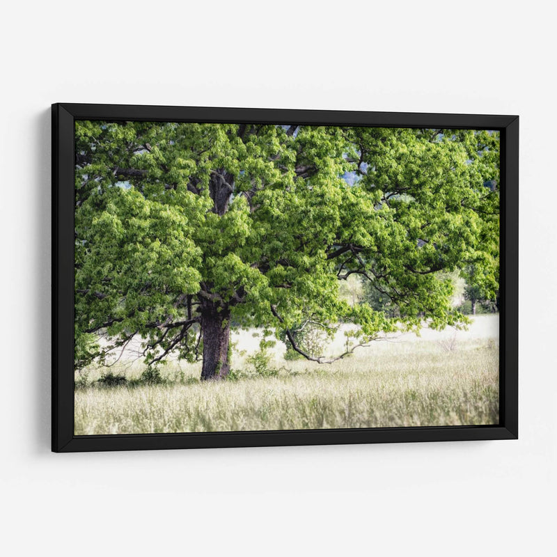 Árbol En Verano - Danny Head | Cuadro decorativo de Canvas Lab