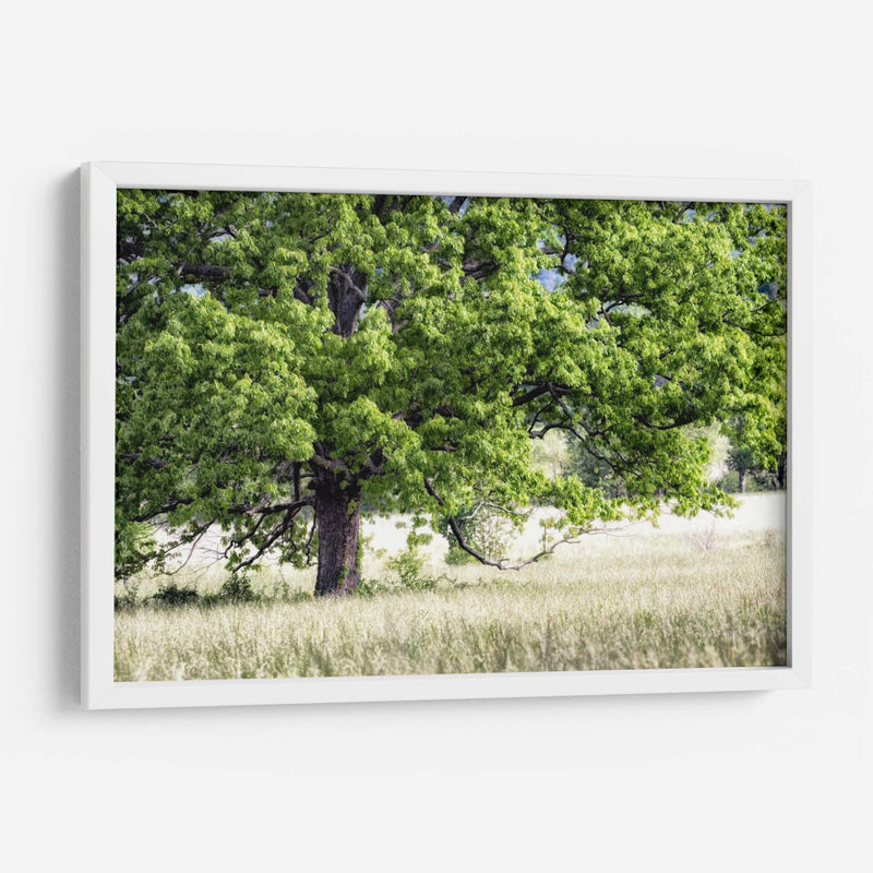 Árbol En Verano - Danny Head | Cuadro decorativo de Canvas Lab