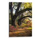 Bajo Los Oaks Ii En Vivo - Danny Head | Cuadro decorativo de Canvas Lab