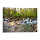 Morning Sunshine Ii - Danny Head | Cuadro decorativo de Canvas Lab