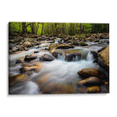 Primavera En Porters Creek - Danny Head | Cuadro decorativo de Canvas Lab