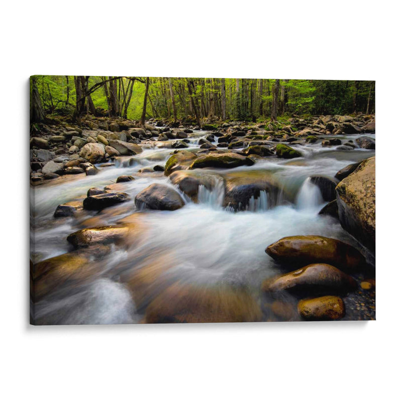 Primavera En Porters Creek - Danny Head | Cuadro decorativo de Canvas Lab