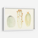 Funky Succulents I - June Erica Vess | Cuadro decorativo de Canvas Lab