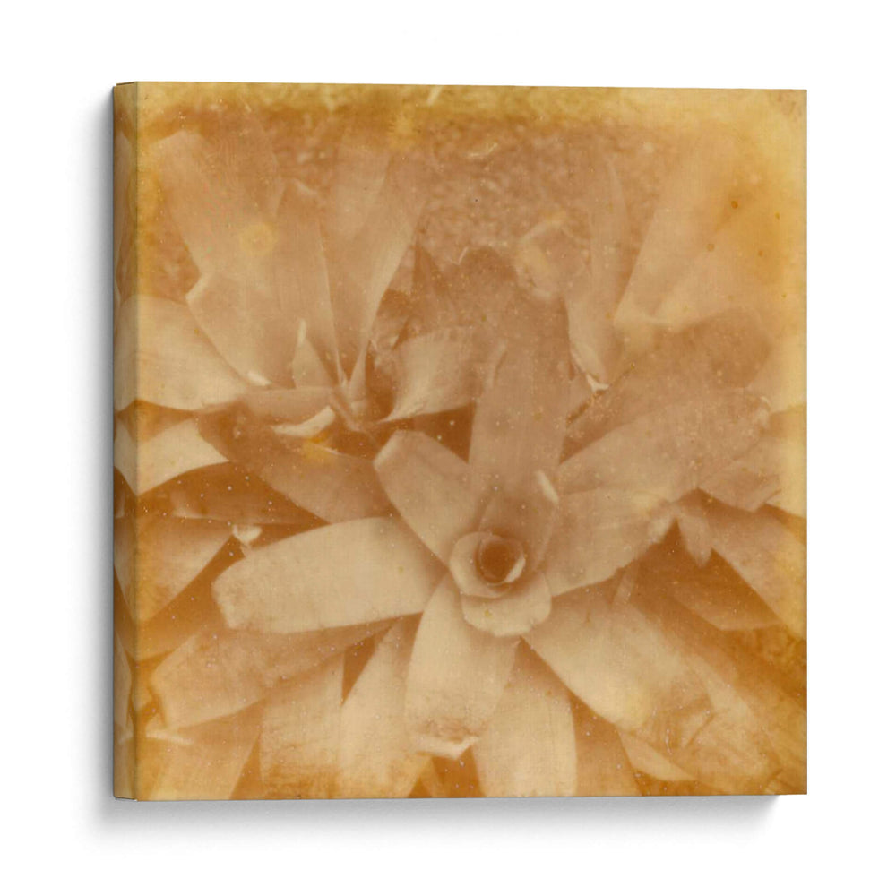 Halia Aloha I - Jason Johnson | Cuadro decorativo de Canvas Lab