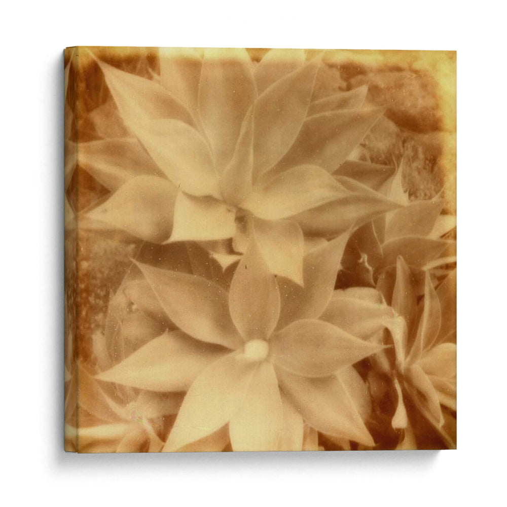 Halia Aloha Iv - Jason Johnson | Cuadro decorativo de Canvas Lab