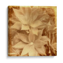 Halia Aloha Iv - Jason Johnson | Cuadro decorativo de Canvas Lab