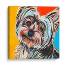 Sweet Yorkie Ii - Carolee Vitaletti | Cuadro decorativo de Canvas Lab