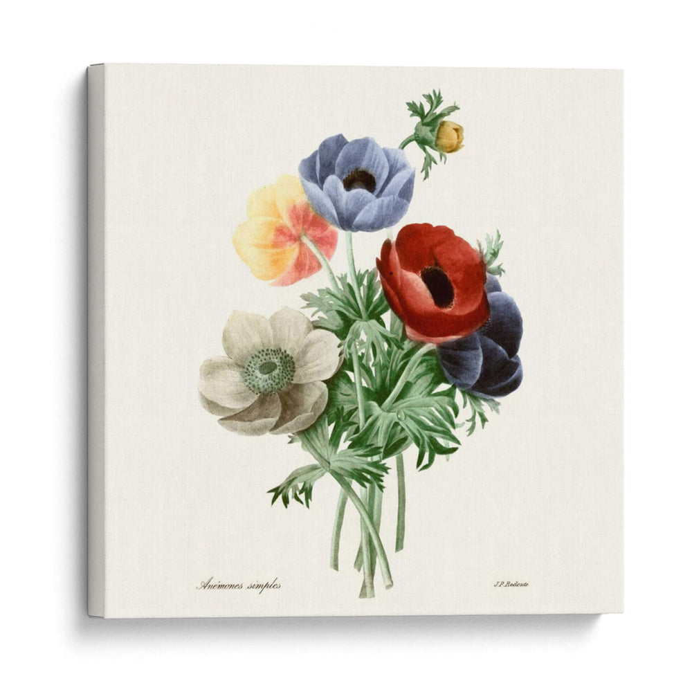 Rubor Rubor - Pierre Redoute | Cuadro decorativo de Canvas Lab