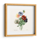 Rubor Rubor - Pierre Redoute | Cuadro decorativo de Canvas Lab