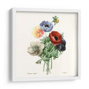 Rubor Rubor - Pierre Redoute | Cuadro decorativo de Canvas Lab