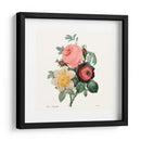 Ruborto Bouquet Ii - Pierre Redoute | Cuadro decorativo de Canvas Lab
