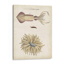 Curiosidades Oceánicas I - DeKay | Cuadro decorativo de Canvas Lab