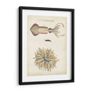 Curiosidades Oceánicas I - DeKay | Cuadro decorativo de Canvas Lab