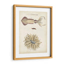 Curiosidades Oceánicas I - DeKay | Cuadro decorativo de Canvas Lab