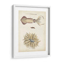 Curiosidades Oceánicas I - DeKay | Cuadro decorativo de Canvas Lab