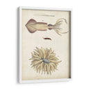 Curiosidades Oceánicas I - DeKay | Cuadro decorativo de Canvas Lab