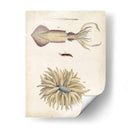 Curiosidades Oceánicas I - DeKay | Cuadro decorativo de Canvas Lab