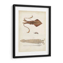 Curiosidades Oceánicas Ii - DeKay | Cuadro decorativo de Canvas Lab