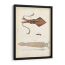 Curiosidades Oceánicas Ii - DeKay | Cuadro decorativo de Canvas Lab